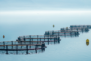 Aquaculture_Oysters_320x213_V1 Oyster crib