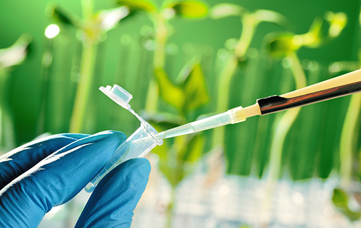 GenomicResearch_plants_526x332_V1 Industry specific testing